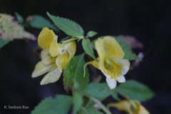 Impatiens tricornis